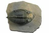 Fossil Zlichovaspis Trilobite - Orange Eye Facets #348392-3
